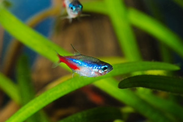 Neon tetra fish in aquarium.