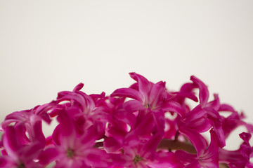 Macro pink hyacinth. Spring blur flower background.