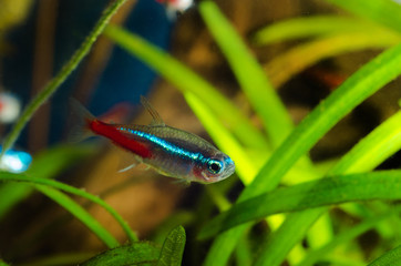 Neon tetra fish in aquarium.