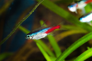 Neon tetra fish in aquarium.