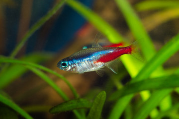 Neon tetra fish in aquarium.