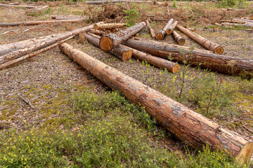 eforestation and Industrial tree logging