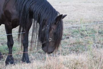 Horse In A Pasture
