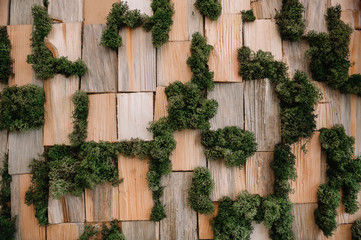 Wood textured background with green moss