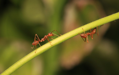 Ants are signaling fear to the enemy if they are near may hurt.	