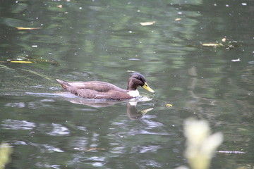 Swimming Duck