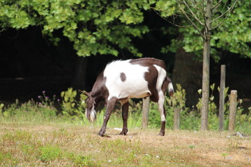 Fototapeta na wymiar Goat On A Sunny Day