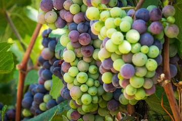 Weinreben mit blauen Trauben