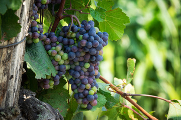Weinreben mit blauen Trauben