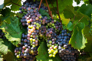 Weinreben mit blauen Trauben