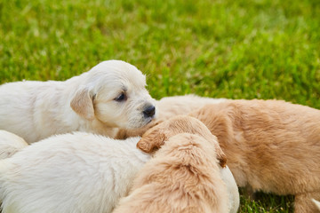 Golden Retriever Puppy Dog Adorable