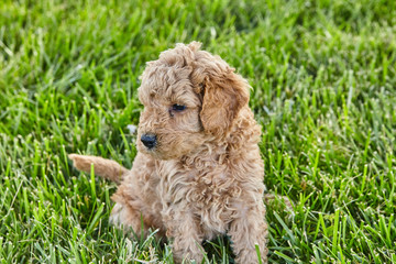Puppy Mini Goldendoodle Cute