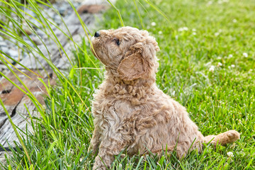 Puppy Mini Goldendoodle Cute