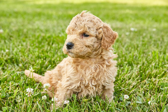 Puppy Mini Goldendoodle Cute