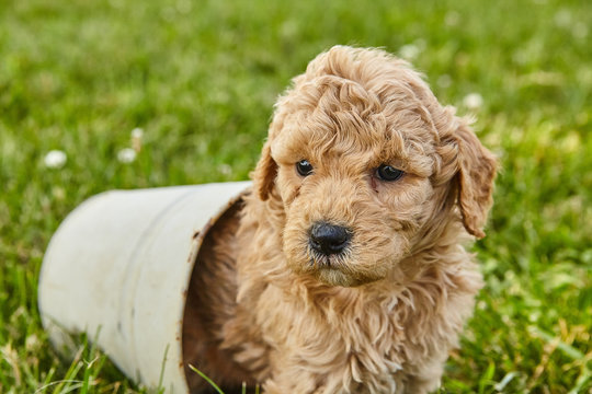 Puppy Mini Goldendoodle Cute