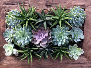 Suculents Plants