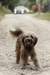 Cute small grey stray dog walking on dirt road outdoors in front of wedding car procession, friendly old dog looking