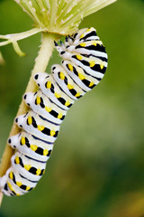 Young Colorful Caterpillar White Yellow Black on Flower