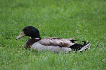 Waterfowl in the wild