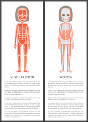 Muscular System and Female Skeleton Colorful Card