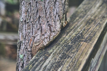 Obraz premium Tree Growing in Wood Persistence Resistance