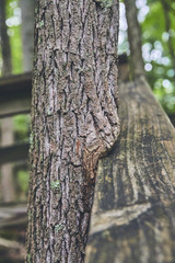 Tree Growing in Wood Persistence Resistance