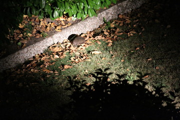 Hedgehog In The Distance