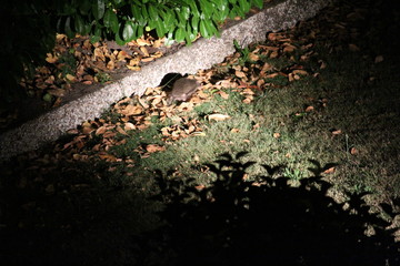 Hedgehog In The Distance