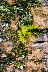 Rock Moss Detail