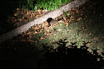 Hedgehog In The Distance
