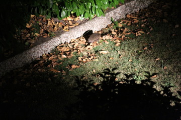 Hedgehog In The Distance