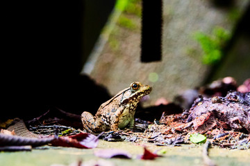 Frog in Leaves