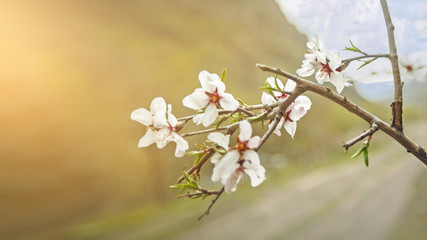 Cherry blossoms