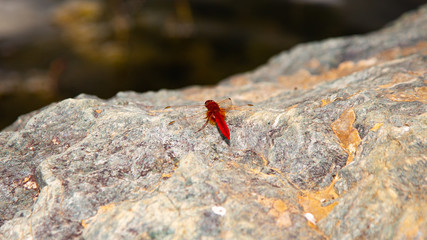 männliche Feuerlibelle - Crocothemis erythraea