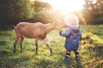 A little toddler boy feeding a goat outdoors on a meadow at sunset.