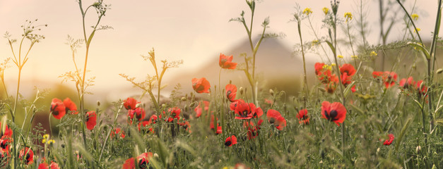 armenia poppy field