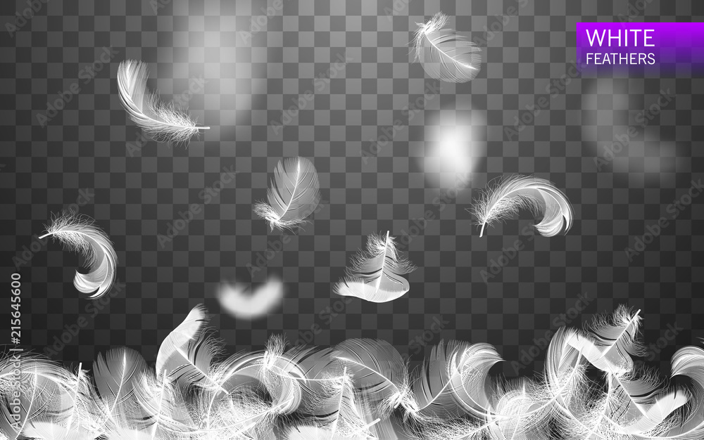 Wall mural set of isolated falling white fluffy twirled feathers on transparent background in realistic style. 