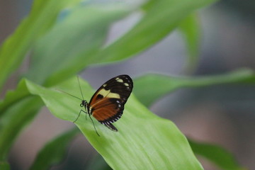Beautiful Butterfly