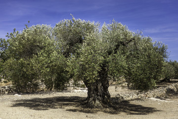 Obraz premium árbol, paisaje, cielo, naturaleza, azul, verde, bosque, árbol, primavera, verano, campa, césped, dehesa, campo, alegre, nube, panorama, otoñal, aparcar, impresiones, nube, panorámica, desierta, campes