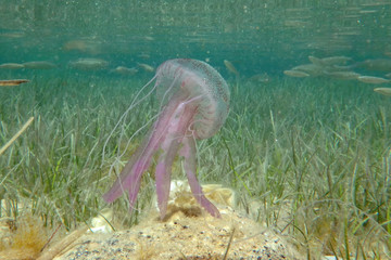 Méduse aux îles Lavezzi