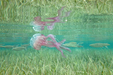 Reflet de Méduse aux îles Lavezzi