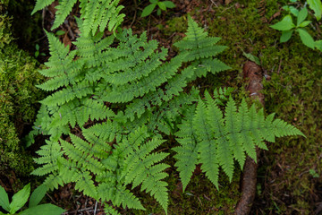 Looking Down on Ferns
