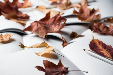 The pencil and autumn yellow-red leaves lies on the pages of the paper. Opening notebook. Training. September 1. Day of knowledge.