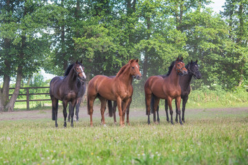 Racehorses enjoying the Summer sunshine