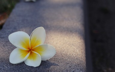 Fototapeta na wymiar Frangipani flower falls with sunshine on cement ground closeup blur background