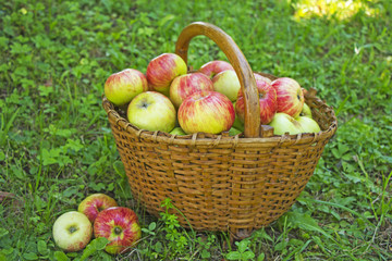 Freshly picked apples in the wooden basket on green grass