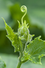 Cucumber ovary with droplets of moisture closeup