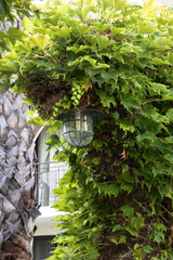 beautiful lantern in the arch next to the palm tree