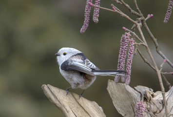 Schwanzmeise (Aegithalos caudatus) 