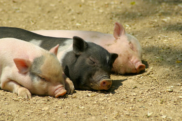 Hausschweine (Sus scrofa domesticus) Jungtiere